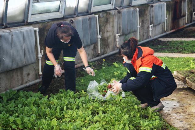 5e4cd5feee42b.jpg 多寶山銅業(yè)暖棚“試驗田”變身“菜園子” (1)640.jpg