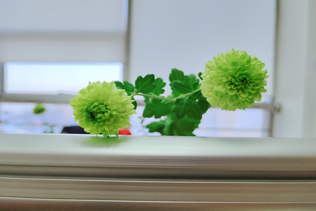 6403e5cad50b1.jpg 春來花開1.jpg